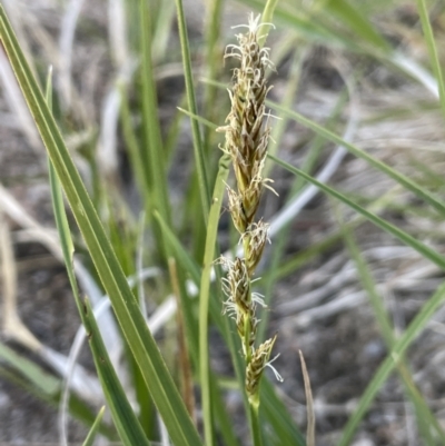 Carex incomitata (Hillside Sedge) at Rendezvous Creek, ACT - 12 Nov 2023 by JaneR