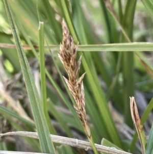 Carex incomitata at Namadgi National Park - 12 Nov 2023 04:12 PM