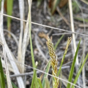 Carex incomitata at Namadgi National Park - 12 Nov 2023 04:12 PM