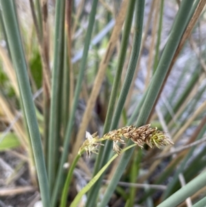 Carex incomitata at Namadgi National Park - 12 Nov 2023