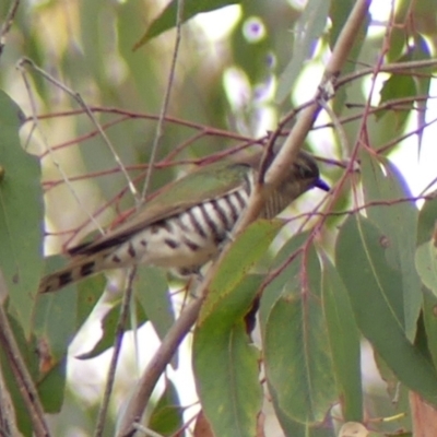 Chrysococcyx lucidus (Shining Bronze-Cuckoo) at Wingecarribee Local Government Area - 10 Nov 2023 by Curiosity