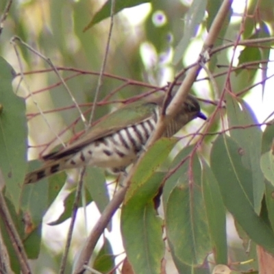 Chrysococcyx lucidus (Shining Bronze-Cuckoo) at Woodlands, NSW - 10 Nov 2023 by Curiosity