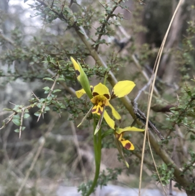 Diuris sulphurea (Tiger Orchid) at Rossi, NSW - 6 Nov 2023 by zramshaw