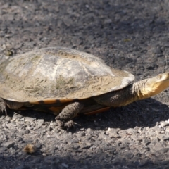 Chelodina longicollis (Eastern Long-necked Turtle) at Woodlands - 10 Nov 2023 by Curiosity