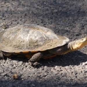 Chelodina longicollis at Woodlands - 10 Nov 2023