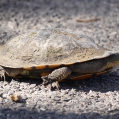 Chelodina longicollis at Woodlands - 10 Nov 2023