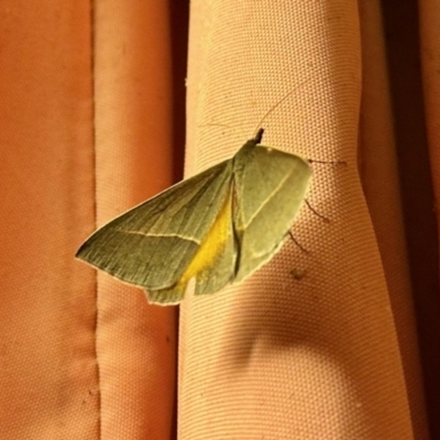 Epidesmia chilonaria (Golden-winged Epidesmia) at Aranda, ACT - 14 Nov 2023 by KMcCue