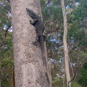 Varanus varius at New Italy, NSW - suppressed