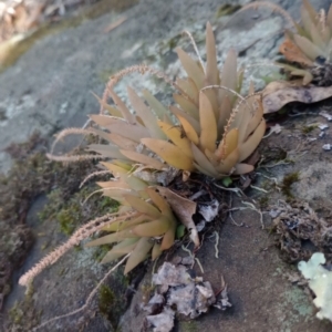 Oberonia titania at The Gap, NSW - suppressed