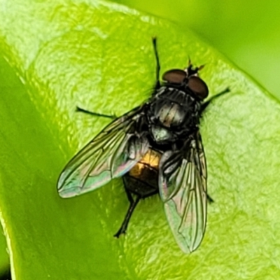 Rutilia (Chrysorutilia) sp. (genus & subgenus) at Sullivans Creek, Lyneham South - 14 Nov 2023 by trevorpreston