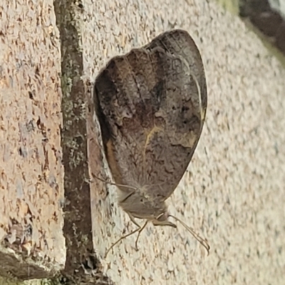 Heteronympha merope (Common Brown Butterfly) at Sullivans Creek, Lyneham South - 15 Nov 2023 by trevorpreston