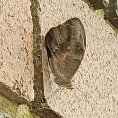 Heteronympha merope at Sullivans Creek, Lyneham South - 15 Nov 2023