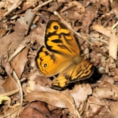 Heteronympha merope (Common Brown Butterfly) at Sullivans Creek, Lyneham South - 14 Nov 2023 by trevorpreston