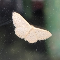 Idaea philocosma (Flecked Wave) at Lyneham, ACT - 14 Nov 2023 by trevorpreston