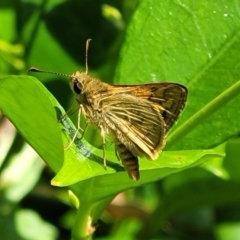 Ocybadistes walkeri (Green Grass-dart) at Sullivans Creek, Lyneham South - 15 Nov 2023 by trevorpreston