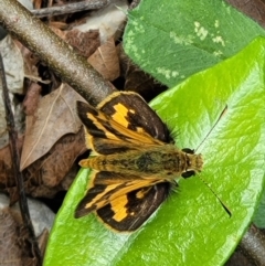 Ocybadistes walkeri (Green Grass-dart) at Sullivans Creek, Lyneham South - 14 Nov 2023 by trevorpreston