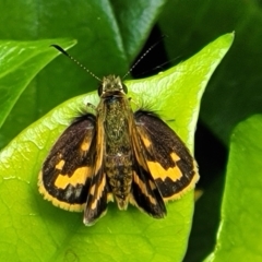 Ocybadistes walkeri (Green Grass-dart) at Sullivans Creek, Lyneham South - 15 Nov 2023 by trevorpreston