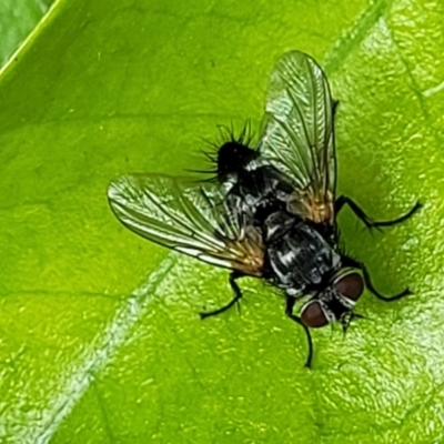 Unidentified Bristle Fly (Tachinidae) at Sullivans Creek, Lyneham South - 14 Nov 2023 by trevorpreston