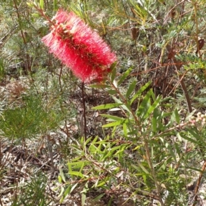 Callistemon citrinus at Meryla State Forest - 14 Nov 2023 08:32 AM