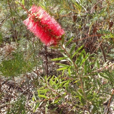 Melaleuca citrina (Crimson Bottlebrush) at Meryla, NSW - 13 Nov 2023 by plants