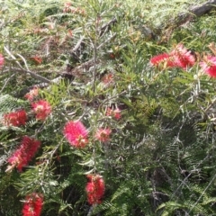 Callistemon citrinus at Meryla State Forest - 14 Nov 2023