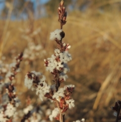 Styphelia attenuata (Small-leaved Beard Heath) at Pine Island to Point Hut - 7 Aug 2023 by MichaelBedingfield