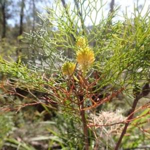 Petrophile pedunculata at Wingecarribee Local Government Area - 14 Nov 2023