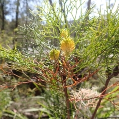 Petrophile pedunculata (Conesticks) at Meryla, NSW - 13 Nov 2023 by plants