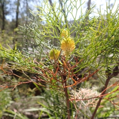Petrophile pedunculata (Conesticks) at Meryla, NSW - 13 Nov 2023 by plants