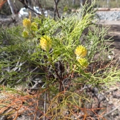 Petrophile pedunculata at Wingecarribee Local Government Area - 14 Nov 2023