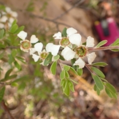 Gaudium trinerva (Paperbark Teatree) at Meryla State Forest - 13 Nov 2023 by plants