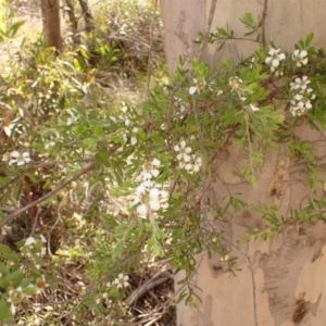 Gaudium trinervium at Meryla State Forest - 14 Nov 2023