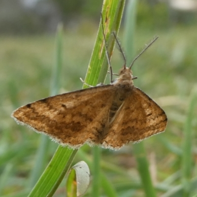 Scopula rubraria (Reddish Wave, Plantain Moth) at Charleys Forest, NSW - 14 Nov 2023 by arjay