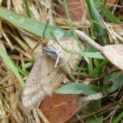 Scopula rubraria at QPRC LGA - suppressed