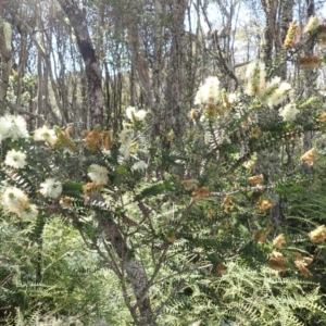 Melaleuca squarrosa at Wingecarribee Local Government Area - 14 Nov 2023