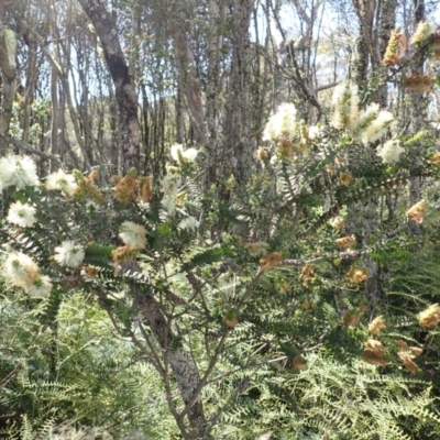 Melaleuca squarrosa (Bottle-brush Teatree) at Meryla State Forest - 13 Nov 2023 by plants