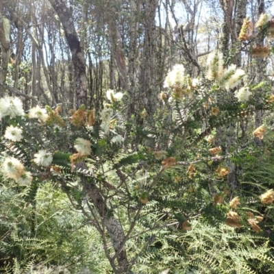 Melaleuca squarrosa (Bottle-brush Teatree) at Meryla, NSW - 14 Nov 2023 by plants