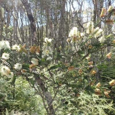 Melaleuca squarrosa (Bottle-brush Teatree) at Meryla - 14 Nov 2023 by plants