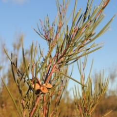 Hakea microcarpa (Small-fruit Hakea) at Pine Island to Point Hut - 7 Aug 2023 by MichaelBedingfield