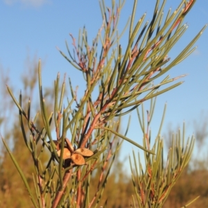 Hakea microcarpa at Pine Island to Point Hut - 7 Aug 2023