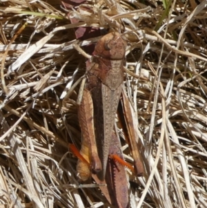 Cryptobothrus chrysophorus at QPRC LGA - 13 Nov 2023