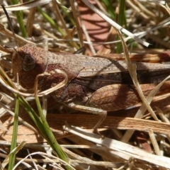 Cryptobothrus chrysophorus at QPRC LGA - 13 Nov 2023