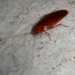 Neotemnopteryx sp. (genus) (Cockroach) at Mongarlowe River - 12 Nov 2023 by arjay