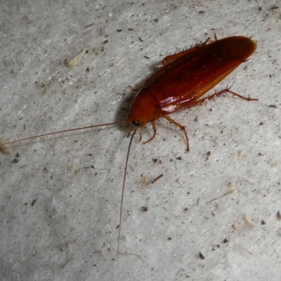 Neotemnopteryx sp. (genus) (Cockroach) at Charleys Forest, NSW - 12 Nov 2023 by arjay