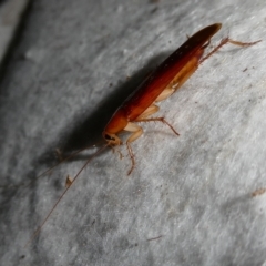 Neotemnopteryx sp. (genus) at QPRC LGA - 12 Nov 2023