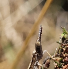 Keyacris scurra (Key's Matchstick Grasshopper) at QPRC LGA - 25 Oct 2023 by forest17178