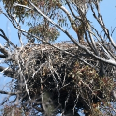 Haliaeetus leucogaster (White-bellied Sea-Eagle) at QPRC LGA - 13 Nov 2023 by jb2602