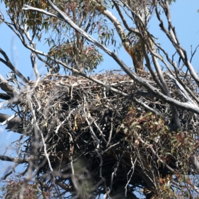 Haliaeetus leucogaster (White-bellied Sea-Eagle) at Googong Foreshore - 13 Nov 2023 by jb2602