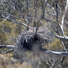 Haliaeetus leucogaster at Yarrow, NSW - 13 Nov 2023
