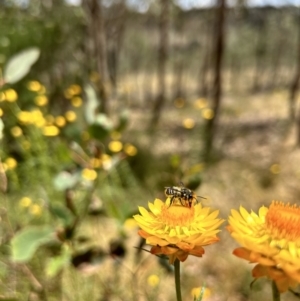 Megachile (Eutricharaea) maculariformis at Jacka, ACT - 15 Nov 2023 11:55 AM